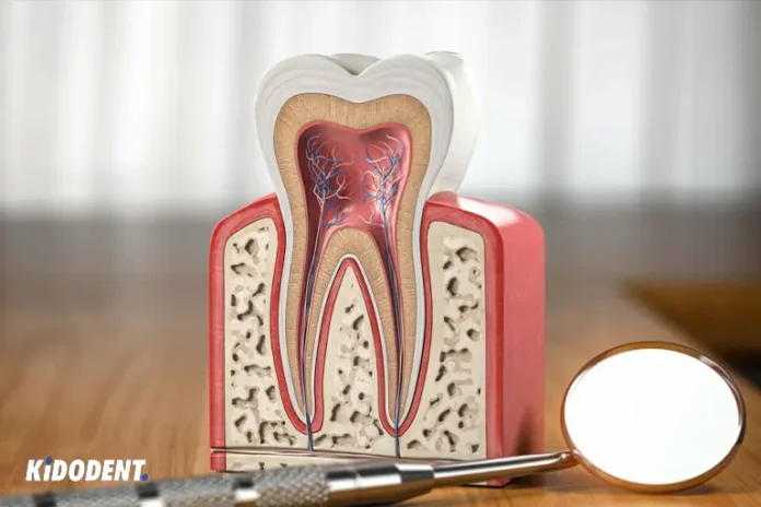 What is a Tooth Pulp?