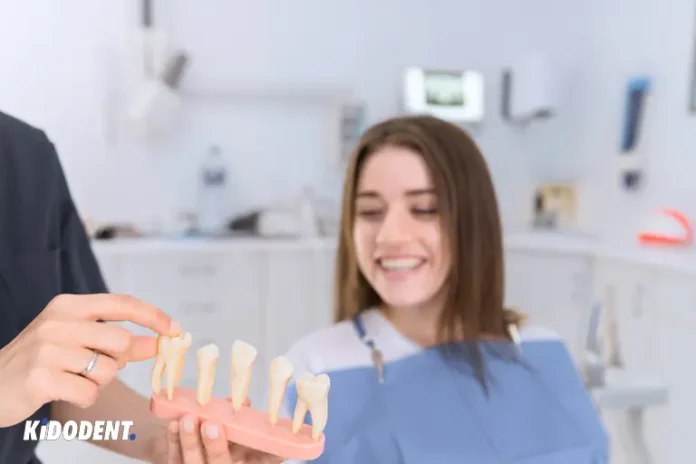 Types of Teeth: Functions, Names, and More