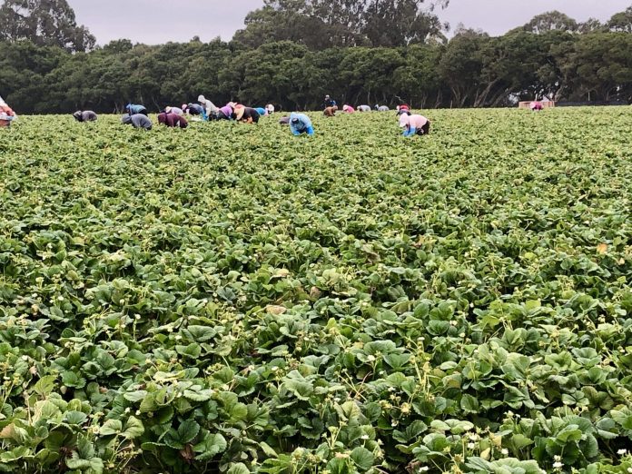 How to Support Food Sustainability Organizations