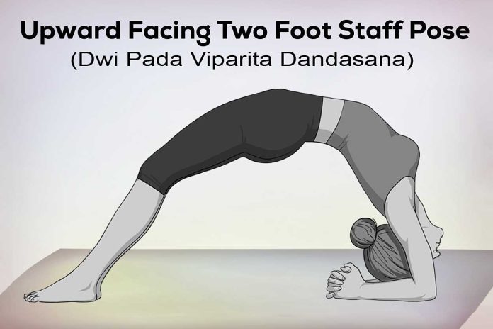 Upward Facing Two Foot Staff Yoga Pose Step, Benefit, Precaution