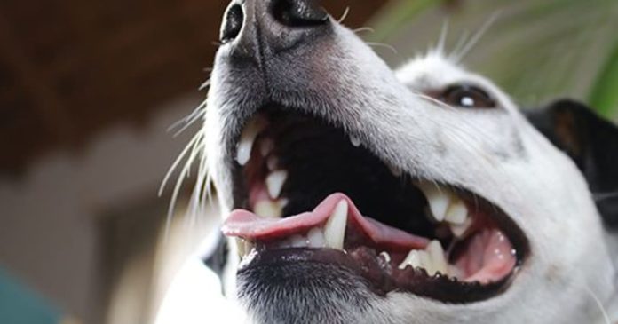 Pet Dental Health Month – Securing healthy smiles for owner and pet!