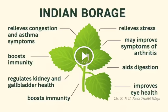 Indian Borage-Discover The 7 Health Benefits Of It's Leaves